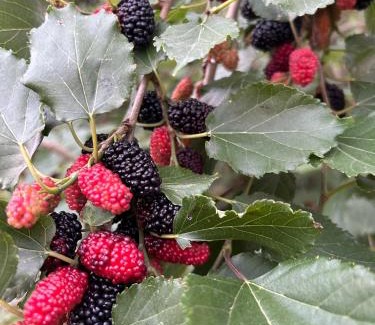 Xincheng Hotel | Taroko Liiko Hotels