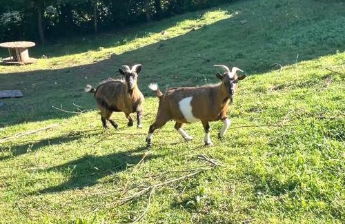 Bessuejouls Other | Tente Lodge avec vue sur l'Aubrac