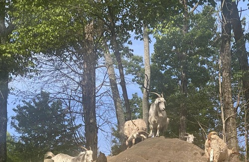 Hixson RV Rental | Tentrr Signature Site - Peaceful Hollow Farm Glamping