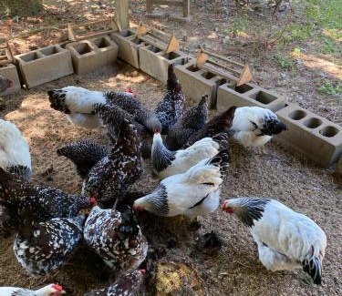 Aiken Bed & Breakfast | The Birdnest Inn