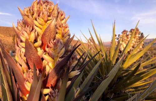 Joshua Tree House | The Cabin at Windy Gap