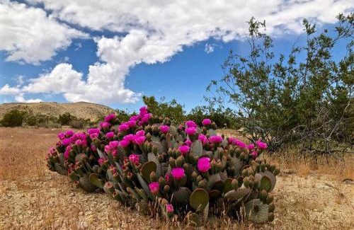 Joshua Tree House | The Cabin at Windy Gap