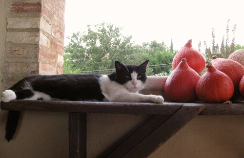 Seggiano Cottage | The Casetta, a charming honeymoon cottage, off the beaten track in south Tuscany