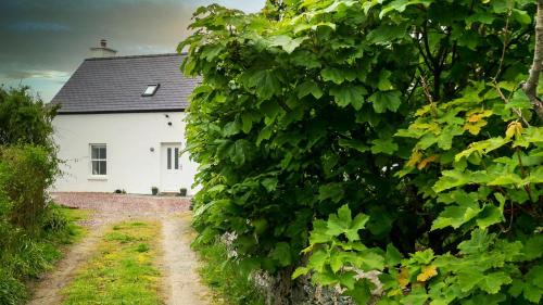 Caergeiliog House | The Gun Room