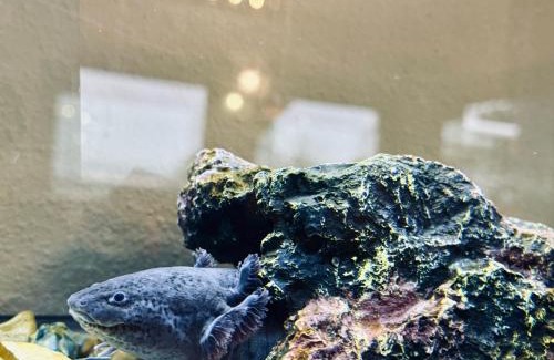 Tillamook Hotel | The Tillamook Inn