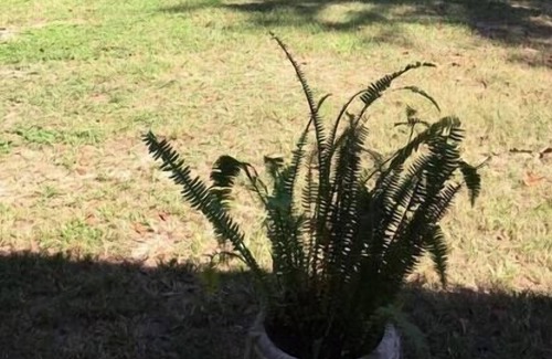 Tallahassee Cottage | This country house is a 1 bedroom(s), 1 bathrooms, located in tallahassee, FL.