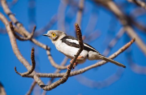 Hoedspruit Cabin | Toro Yaka Bush Lodge