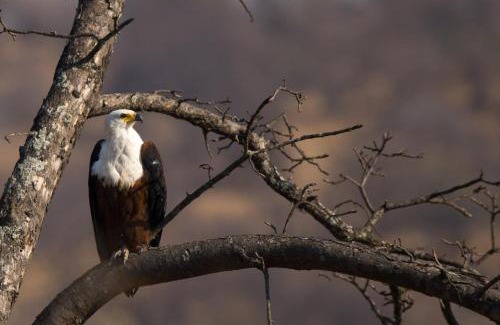 Hoedspruit Cabin | Toro Yaka Bush Lodge
