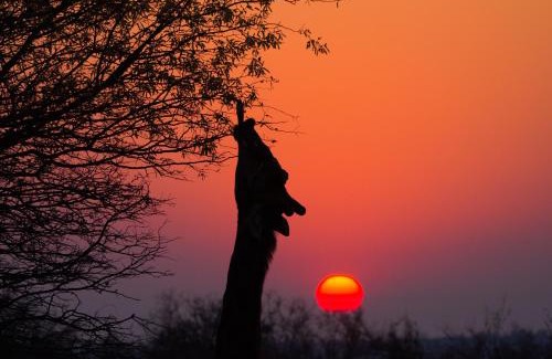 Hoedspruit Cabin | Toro Yaka Bush Lodge