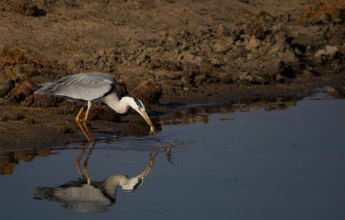 Hoedspruit Cabin | Toro Yaka Bush Lodge
