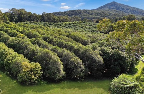 Valla House | Tranquil Downs , Completely unique - 5 bedroom wood and mudbrick family home with roaring fireplace