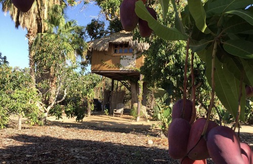 Todos Santos House | TREE HOUSE located on Rancho Danza del Sol