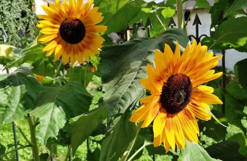 Castello Tesino House | Trentino - Apartment in Castello Tesino