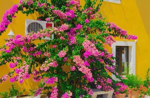 Trsteno Apartment | Triple room with private external bathroom - Rooms Mozara