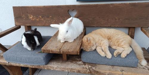 Schildlehen Apartment | Tritscher's Appartement Ramsau Dachstein