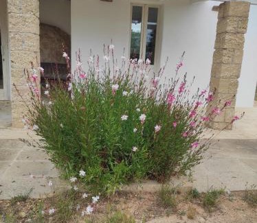 Racale Apartment | Trullo Contrada Specchi