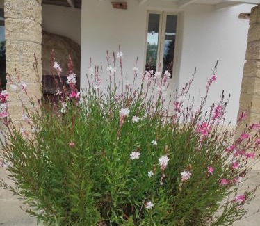 Racale Apartment | Trullo Contrada Specchi