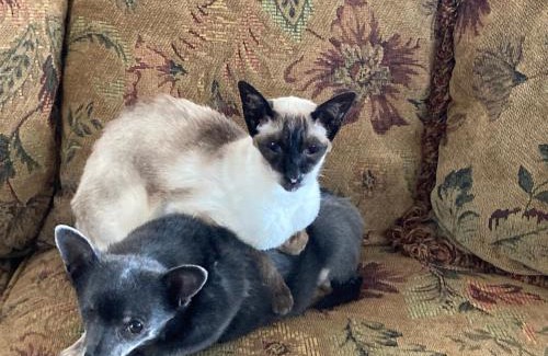 Cochrane House | Tudor House Bed and Breakfast