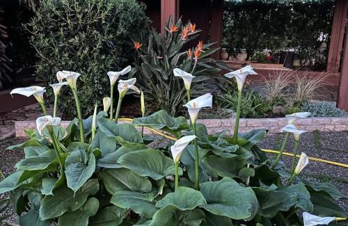 Capitolo Villa | Una Civetta al Mare