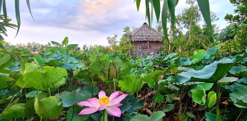 Tam Nong Other | Việt Mekong Farmstay