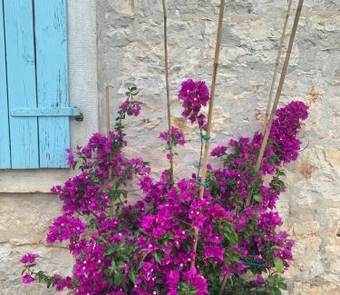 Tar-Vabriga House | Vila Majda