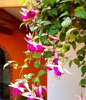 Del Carmen Bed & Breakfast | Villa Alfonsina