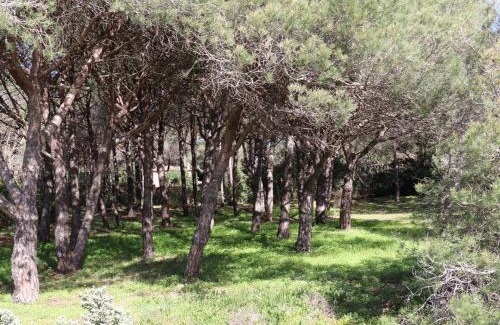 Pardigon Villa | Villa de charme en pinède, 4 chambres climatisées, accès direct plage - FR-1-100-209