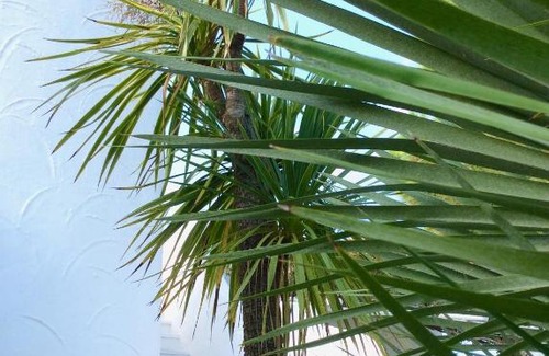 Rosa Marina House | Villa Le Palme