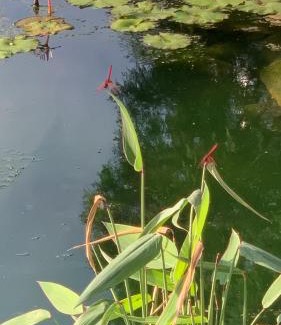 Puli House | Villa San Diego