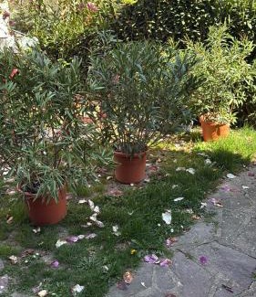 Selestat Apartment | Villa Schmitt