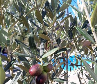 Linardici Villa | Villa Sidro Krk