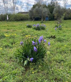 Melpignano Apartment | Villa Talìa - casa accogliente, immersa nel verde