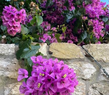 Lido di Camaiore Villa | Villa Verde