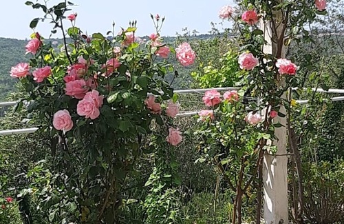 Popovici House | Village isolated peaceful with pool , You are the only guests in the house !