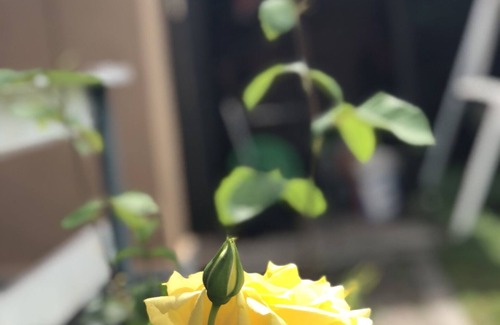 Cocquio-Trevisago Apartment | Villetta le Magnolie Lake Maggiore