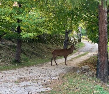 Civitella Alfedena Bed & Breakfast | Volpicelli B&B