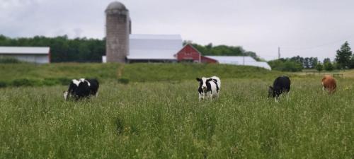 Hammondsport House | Waneta Way Cottage