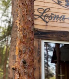 gmina Kamionka Cabin | Willa na Drzewie