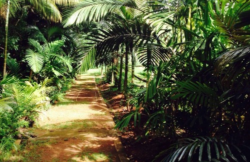 Riviere-Pilote Villa | Wodyetia villa is named after one of the palm trees you will find in the garden