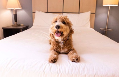 Brentwood House | Your Dream Stay in the Heart of Tennessee! 2 Relaxing Units, Full Kitchen!