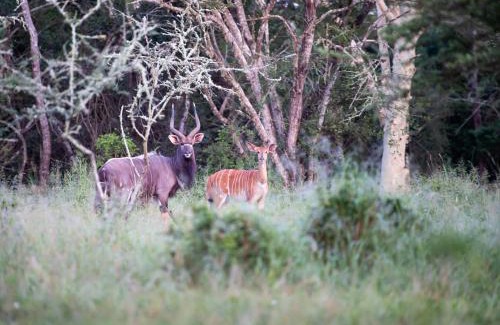 Hluhluwe Other | Zululand Lodge