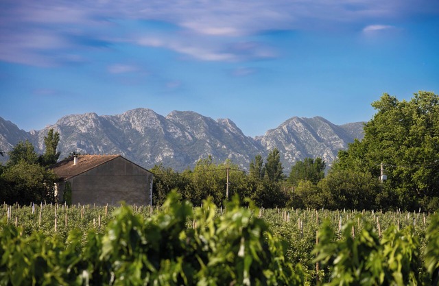 A break between Alpilles and Luberon, houses of saffron and liquorice