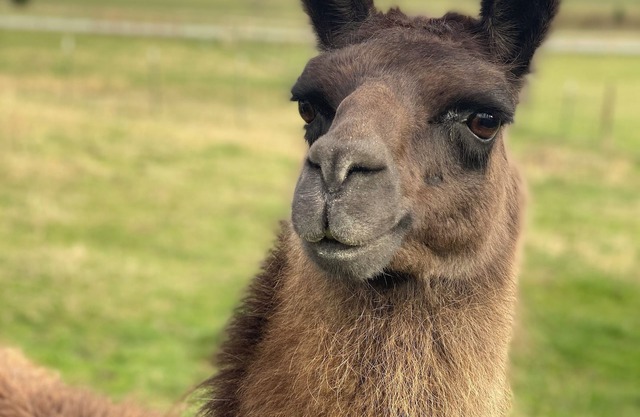 Alpaca Your Bags! Unique Mountain Basecamp in Brevard- Pet Friendly- WNC Cottage