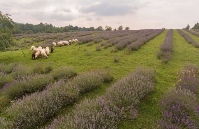 Apartment in Rakovica with Balcony, WIFI (601-2)