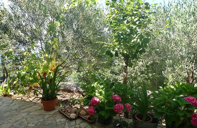 Apartment MARE (81613-A1) - Barić Draga