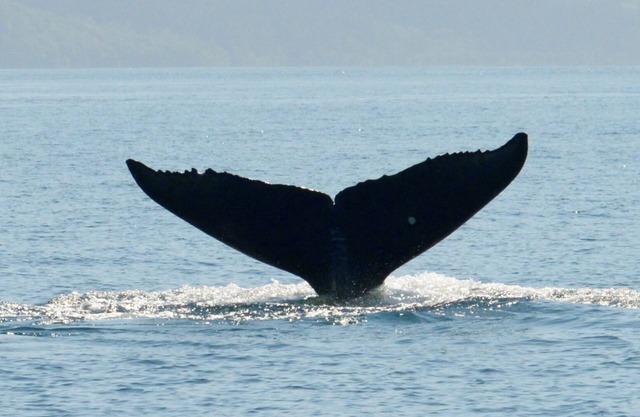 BEARS, BIRDS, AND WHALES/A Room with a Car