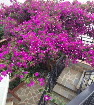 BOUGAINVILLEA Relax e Mare a 50m, in Centro!