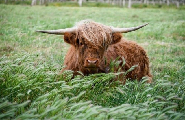 Charming 1907 Farmhouse on 6 1/2 acres