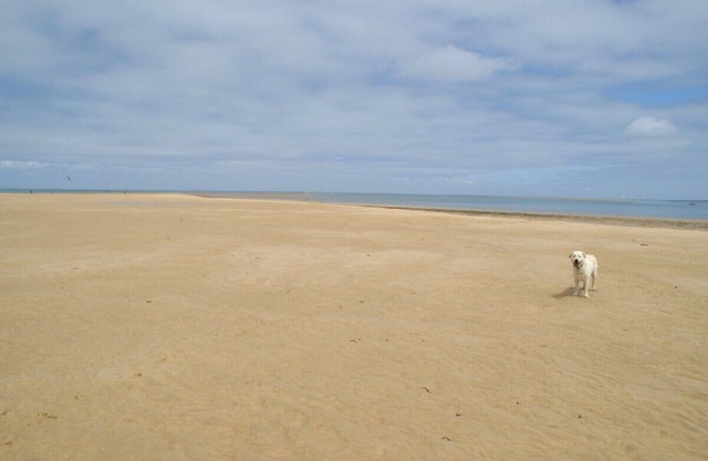 Charming restored Ile de Re cottage, very warm and comfortable for restful stay