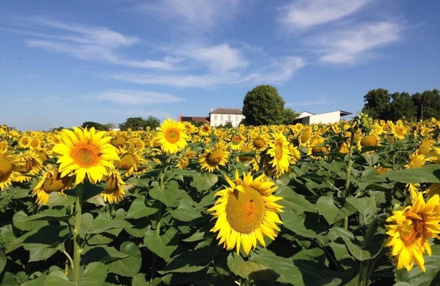 Chez Eaux de Vie - Beautiful newly converted barn for 4 - overlooking vineyards!
